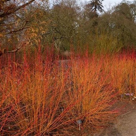 Arctic Fire Dogwood | Arctic Fire Dogwood for Sale — PlantingTree