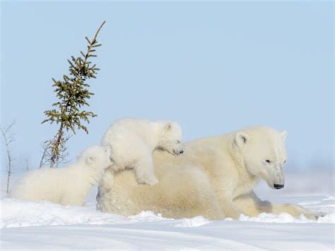 Wapusk National Park: How to See Polar Bear Cubs in the Wild