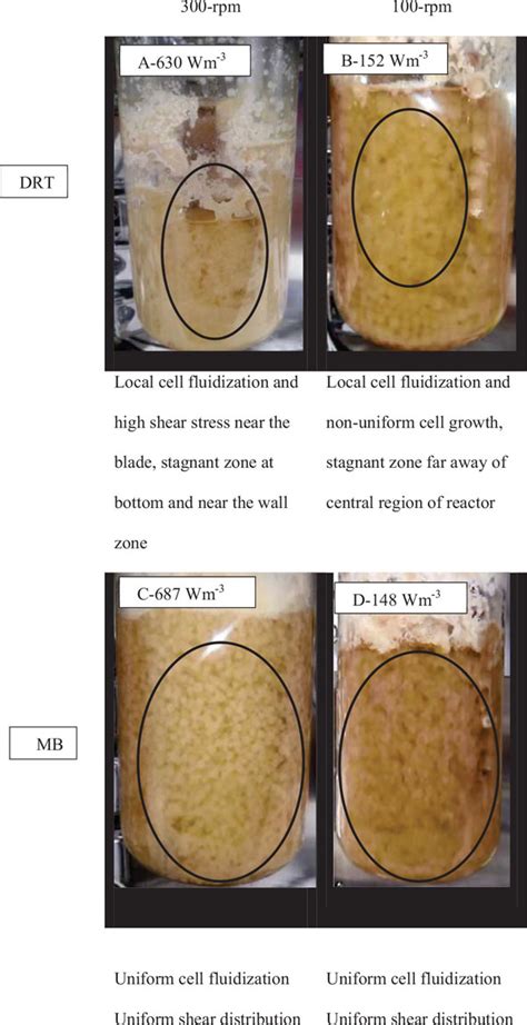 Intensifying the Fermentation of Aspergillus oryzae in a Stirred ...