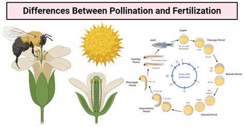 Pollination vs. Fertilization: 12 Differences, Examples