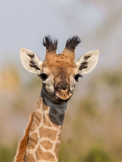 Baby Giraffe Face Close Up