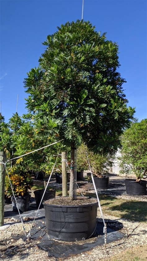 japanese fern tree leaves - Verdell Irvine