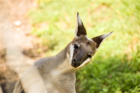 Whiptail Wallaby (Notamacropus parryi) - ZooChat