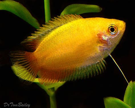 Gold Honey Gourami | The Fish Room