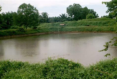 Palm oil mill effluent | Feedipedia