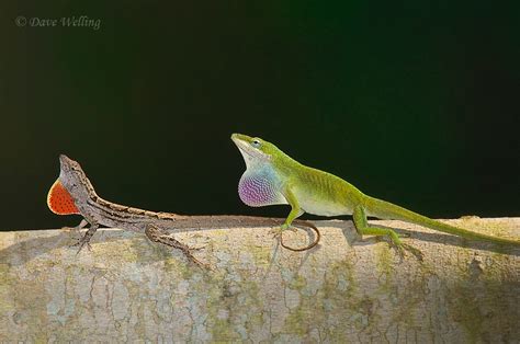 Brown and Green Anoles Dewlap Duetting - Anole Annals