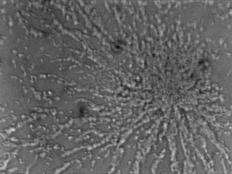 2.17: Dictyostelium - A Cellular Slime Mold - Biology LibreTexts