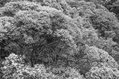 Yakushima Trees | Trees texture at Yakushima. | Paul Snelling | Flickr