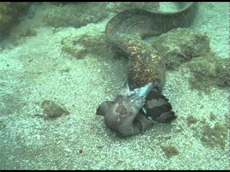 Moray Eels Fight to the Death! - YouTube