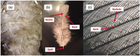 (a) Chicken feathers after sampling, (b) structure of a chicken ...