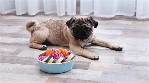 Best Dog Food for Pugs in 2021: A Complete Guide