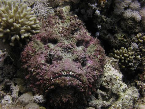 Stone fish, Synanceia verrucosa, found on coastal areas of the Indo-Pacific [1600×1200] : r ...