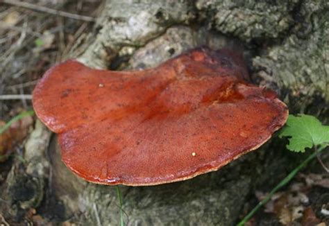 Fistulina hepatica, Beefsteak Fungus