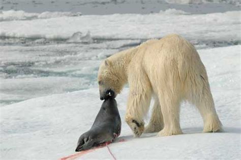 Food - Polar Bears