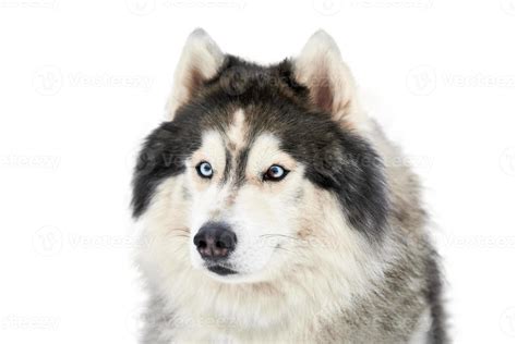 Husky sled dog face, isolated 11646001 Stock Photo at Vecteezy