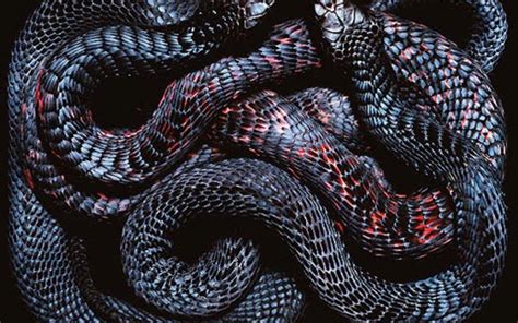 Snakes Wallpapers - Wallpaper Cave