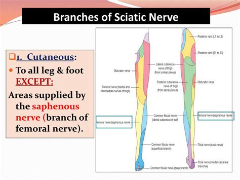 Sciatic Nerve Distribution