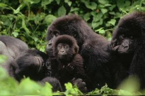 Status of Gorilla Conservation in Congo, Rwanda and Uganda