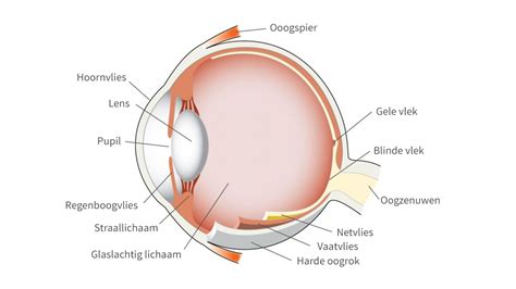 Anatomie van het oog - Memira by Bergman Clinics