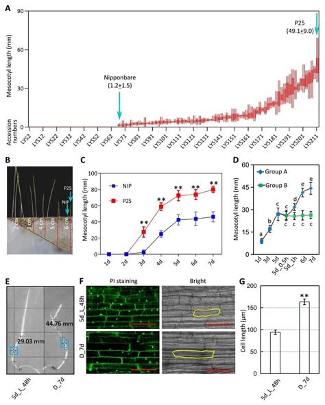 -Phenotypic variation of mesocotyl in rice. (A) Mesocotyl length ...