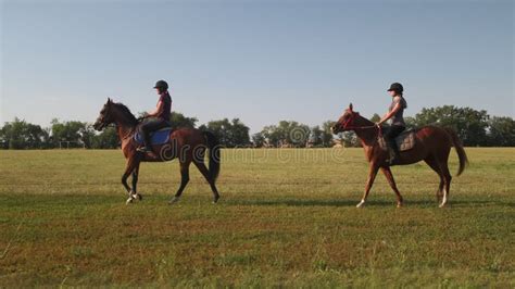 Horse Breeding on Farm, Woman is Grooming Stallion in Stable Stock ...