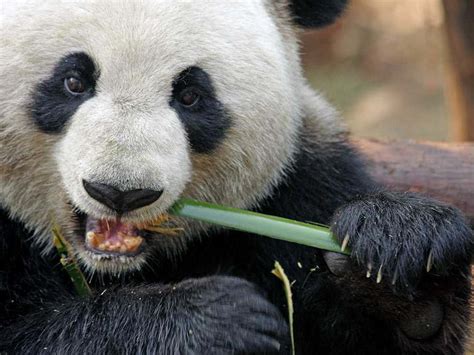 Baby Giant Pandas Eating Bamboo