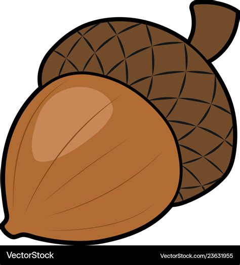 Cartoon acorn Royalty Free Vector Image - VectorStock