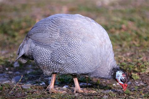 Guinea Birds Breeding