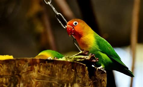 How To Teach A Lovebird To Talk [6 EASY STEPS] | PetShoper