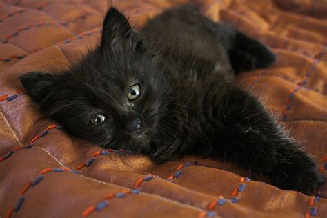 Cutest black kitten - Teh Cute