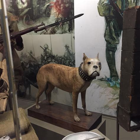 You can visit Sergeant Stubby at the National Museum of American History in Washington DC ...