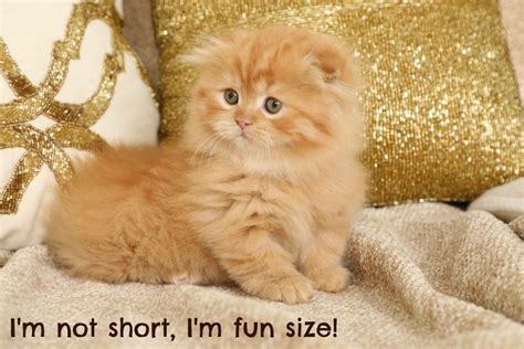 Red Persian Cats | Red Persian Kittens | Orange Cats |Persian Kittens For Sale in a Rainbow of ...