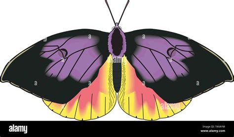 California Dogface Butterfly Vector Illustration Stock Vector Image ...