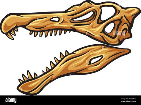 Spinosaurus dinosaur skull fossil Stock Vector Image & Art - Alamy