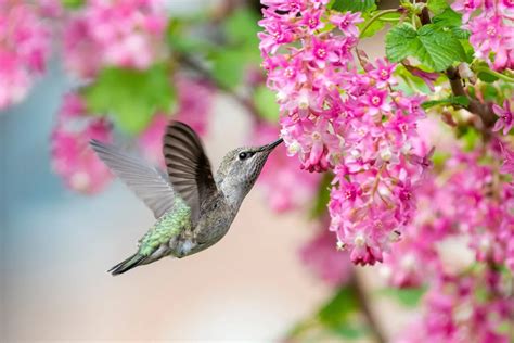 Hummingbird Garden Plants Zone 7 | Fasci Garden