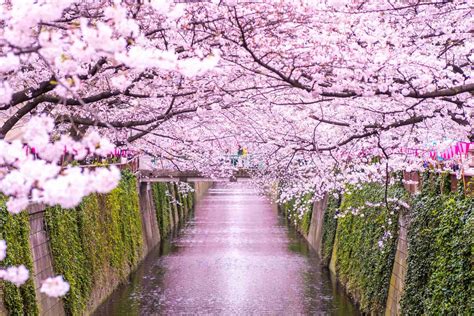 【2024】東京都内の桜名所18選！この春行きたいお花見スポットはここ！｜THE GATE｜日本の旅行観光マガジン・観光旅行情報掲載