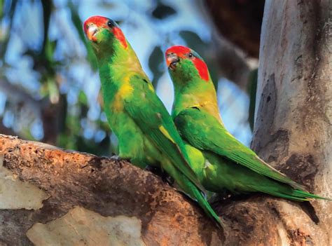 MUSK LORIKEETS – GLOSSOPSITTA CONCINNA | The Bribie Islander