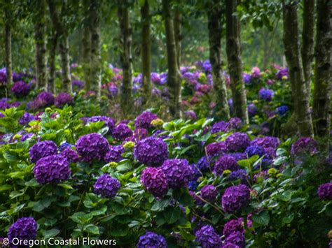 Purple wedding hydrangea | Oregon Coastal Flowers