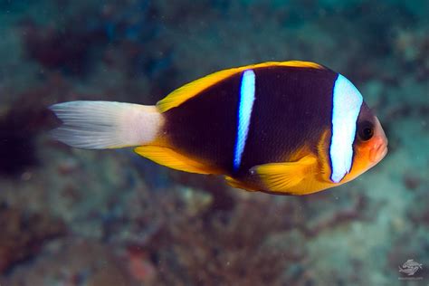 Allard’s Clownfish Facts and Photographs | Seaunseen