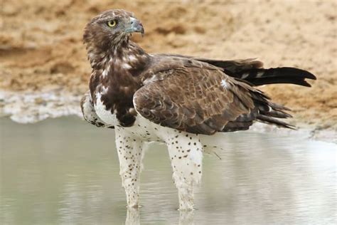 Martial Eagle – 14 Remarkable Facts About Africa’s Largest Eagle