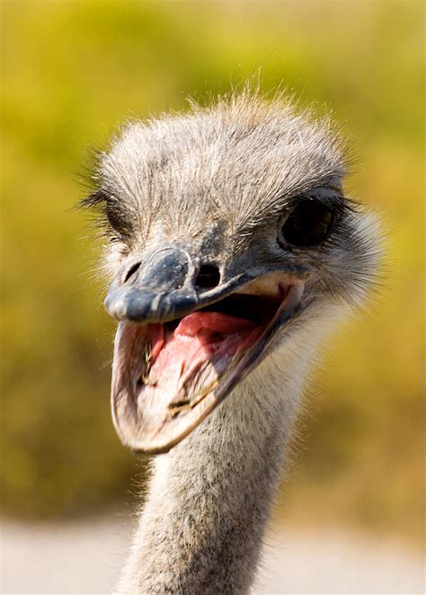 Angry Ostrich | This one didn't like the camera. Along the W… | Flickr