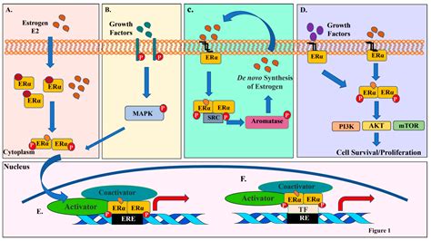 Cancers | Free Full-Text | Nexus between PI3K/AKT and Estrogen Receptor Signaling in Breast Cancer