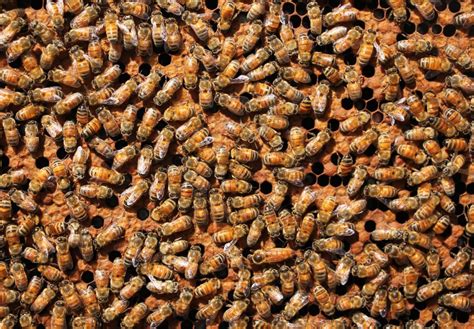 QUEENSPOTTING: HOW TO FIND YOUR QUEEN BEE - Beekeeping Like A Girl