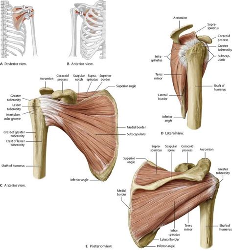 Scapula muscles | กล้ามเนื้อ