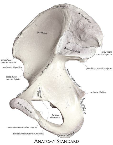 Anatomy Standard - Drawing Hip bone (os coxae): medial view - Latin ...