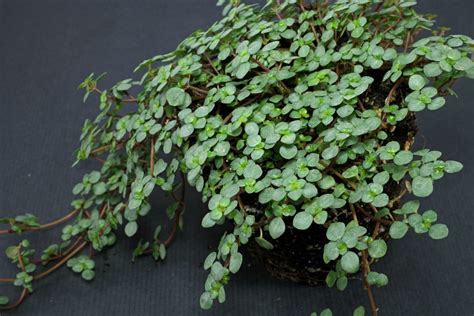 Pilea glauca / libanensis (Artillery Plant)