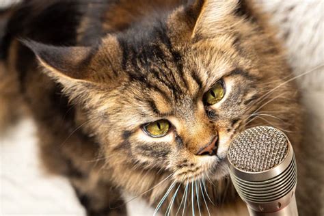 Portrait of a Cat with a Microphone. Funny Maine Coon Cat Singing a Song Stock Photo - Image of ...