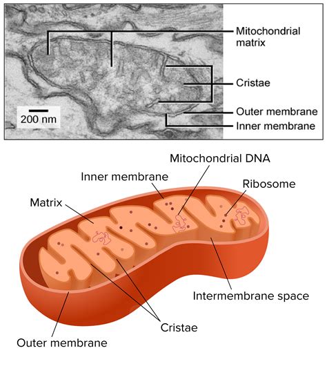 Mitochondria - Membrane Bound Organelles And Defining Characteristics Of Eukaryotic Cells - MCAT ...