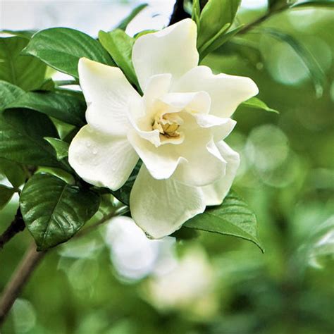 Gardenia Shrubs for Sale | FastGrowingTrees.com