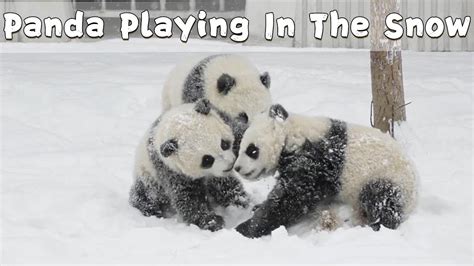 Panda Cubs Playing In The Snow | iPanda - YouTube